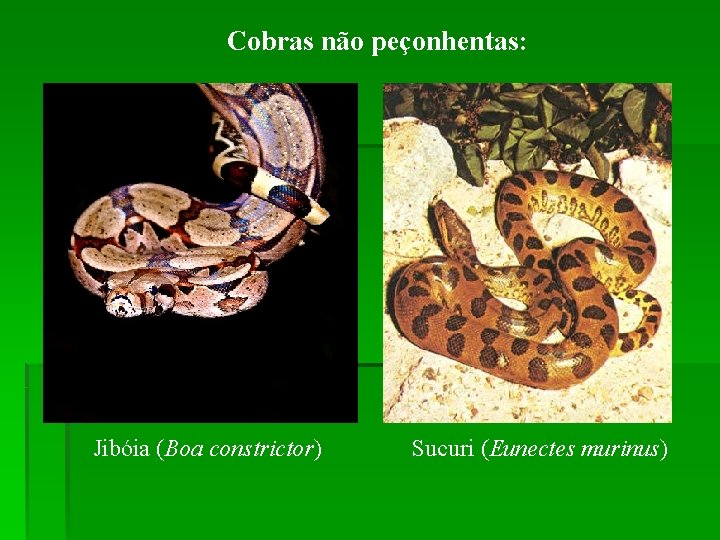 Cobras não peçonhentas: Jibóia (Boa constrictor) Sucuri (Eunectes murinus) 