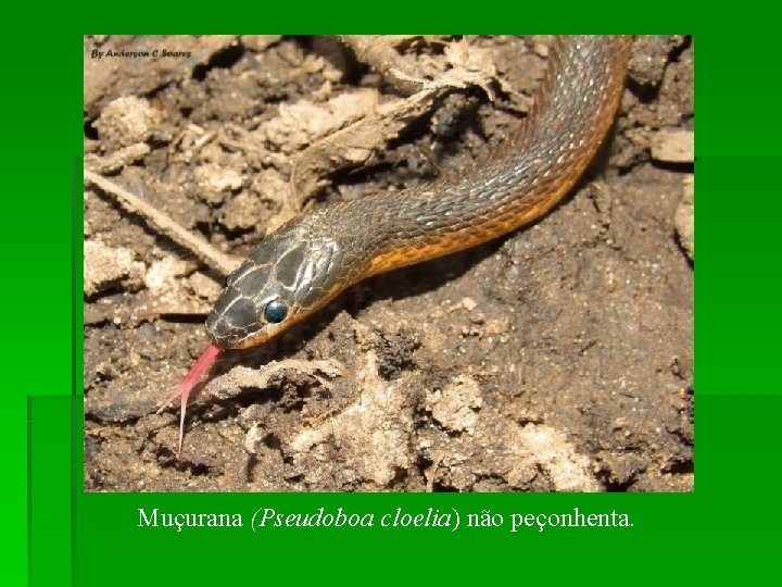 Muçurana (Pseudoboa cloelia) não peçonhenta. 