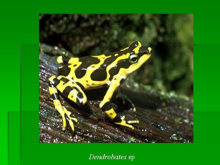 Dendrobates sp 