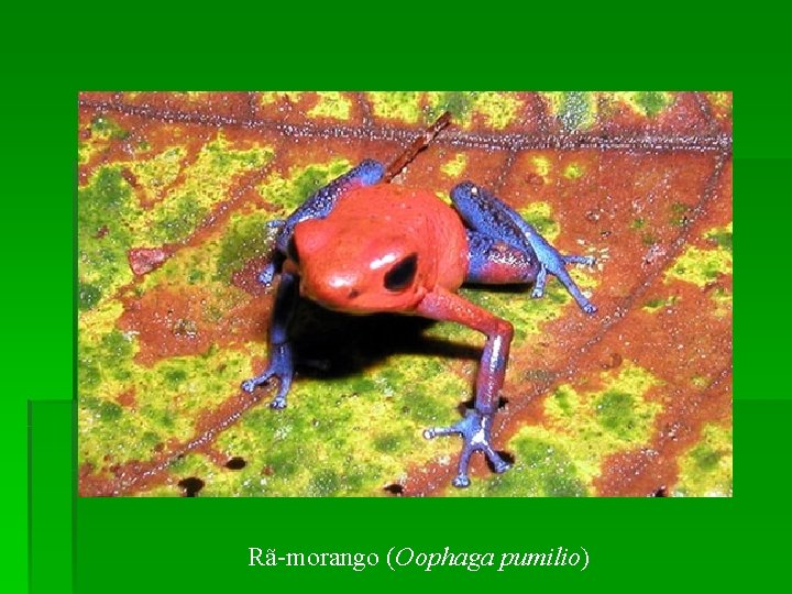 Rã-morango (Oophaga pumilio) 