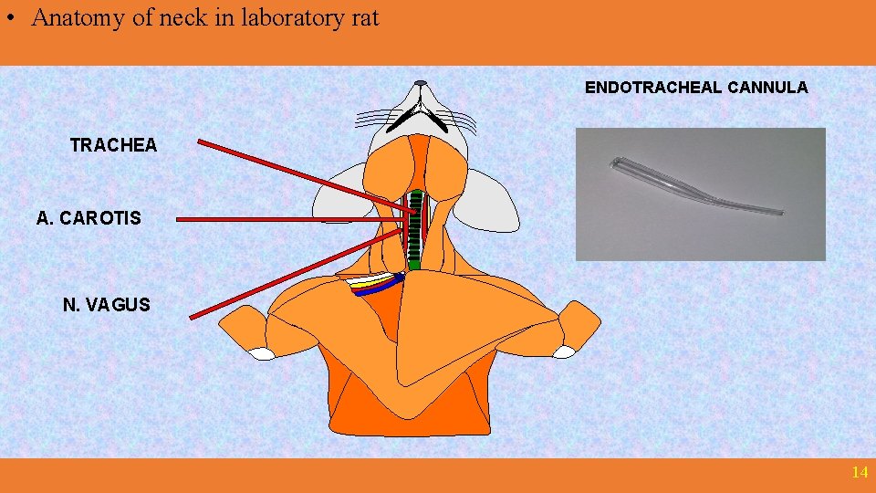  • Anatomy of neck in laboratory rat ENDOTRACHEAL CANNULA TRACHEA A. CAROTIS N.
