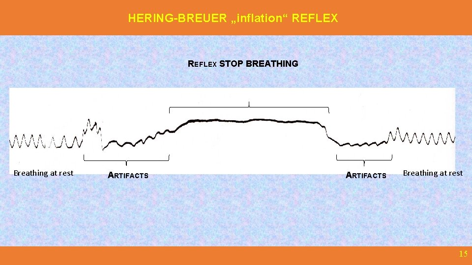 HERING-BREUER „inflation“ REFLEX STOP BREATHING Breathing at rest ARTIFACTS Breathing at rest 15 