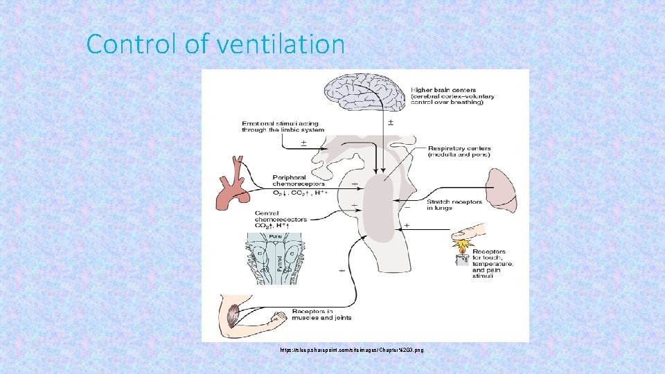 Control of ventilation https: //sleep. sharepoint. com/siteimages/Chapter%203. png 