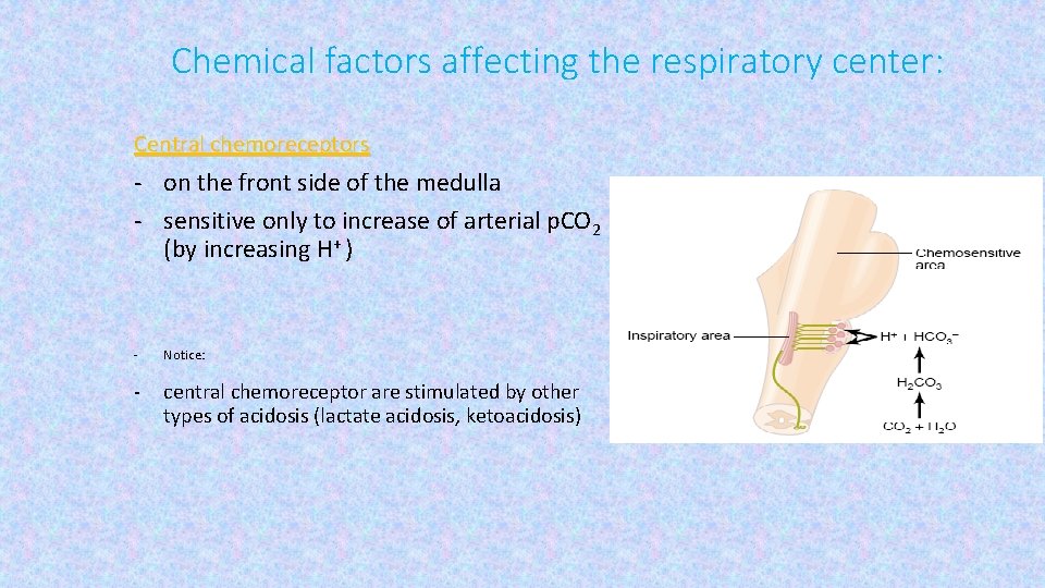 Chemical factors affecting the respiratory center: Central chemoreceptors - on the front side of