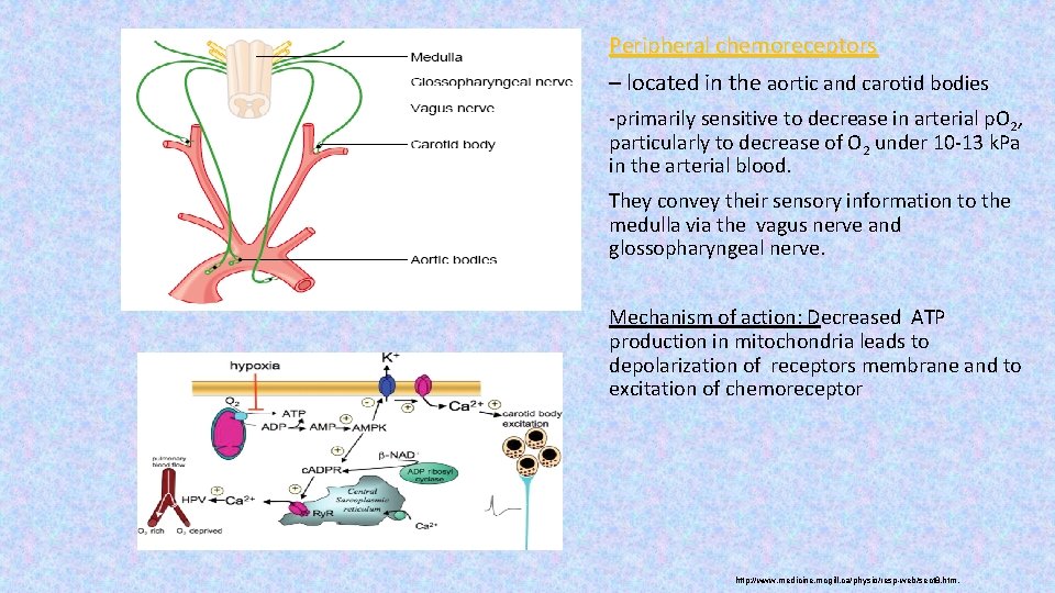 Peripheral chemoreceptors – located in the aortic and carotid bodies -primarily sensitive to decrease