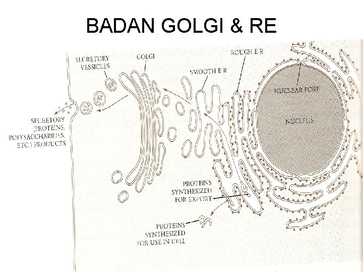 BADAN GOLGI & RE 