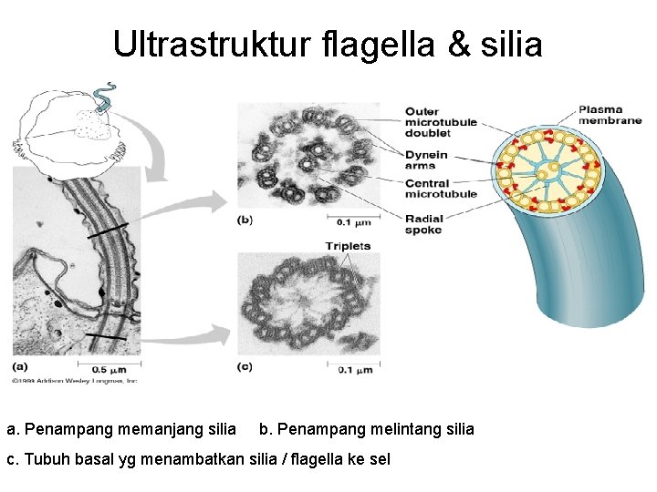Ultrastruktur flagella & silia a. Penampang memanjang silia b. Penampang melintang silia c. Tubuh