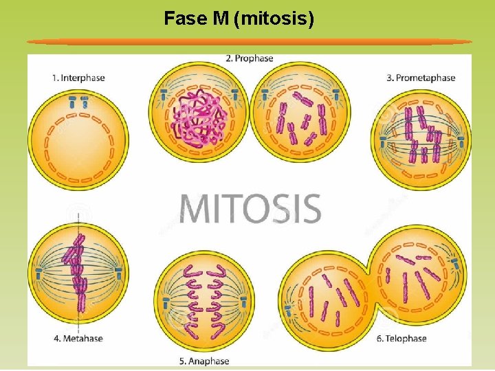 Fase M (mitosis) 