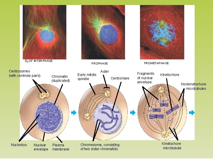 G 2 OF INTERPHASE Centrosomes (with centriole pairs) Nucleolus Nuclear envelope Chromatin (duplicated) Plasma