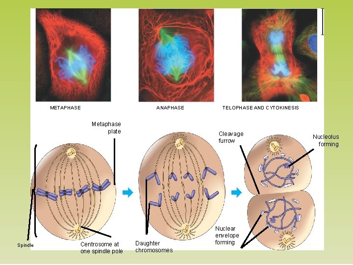 METAPHASE ANAPHASE Metaphase plate Spindle Centrosome at one spindle pole TELOPHASE AND CYTOKINESIS Cleavage