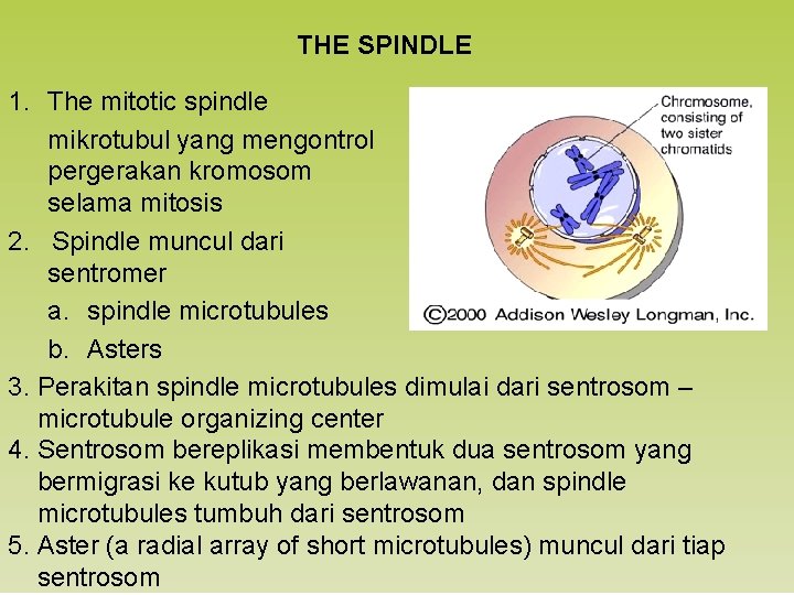 THE SPINDLE 1. The mitotic spindle mikrotubul yang mengontrol pergerakan kromosom selama mitosis 2.