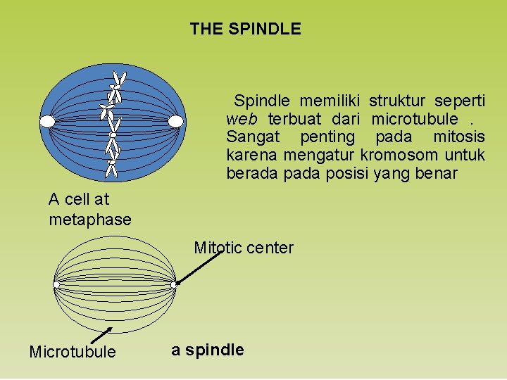 THE SPINDLE Spindle memiliki struktur seperti web terbuat dari microtubule. Sangat penting pada mitosis