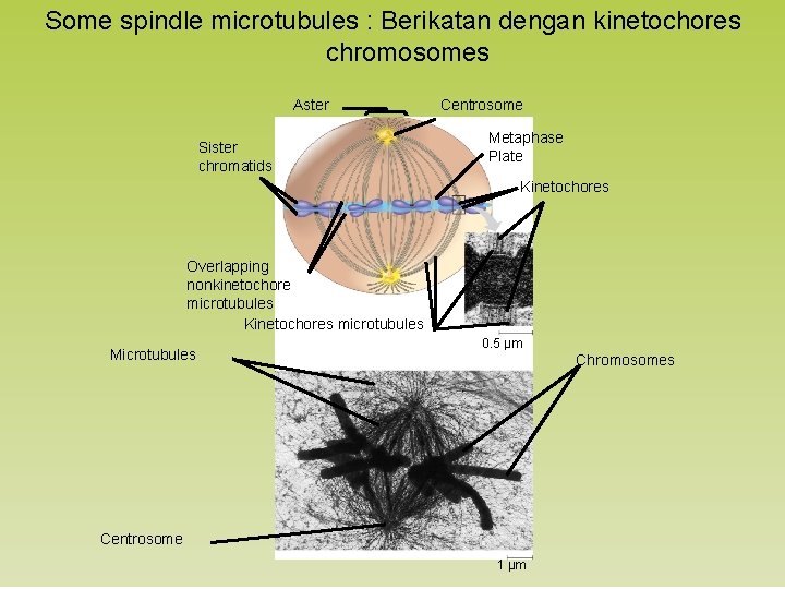 Some spindle microtubules : Berikatan dengan kinetochores chromosomes Aster Sister chromatids Centrosome Metaphase Plate