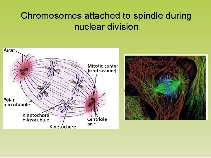 Chromosomes attached to spindle during nuclear division 