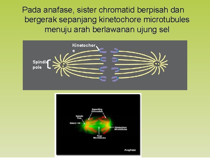 Pada anafase, sister chromatid berpisah dan bergerak sepanjang kinetochore microtubules menuju arah berlawanan ujung