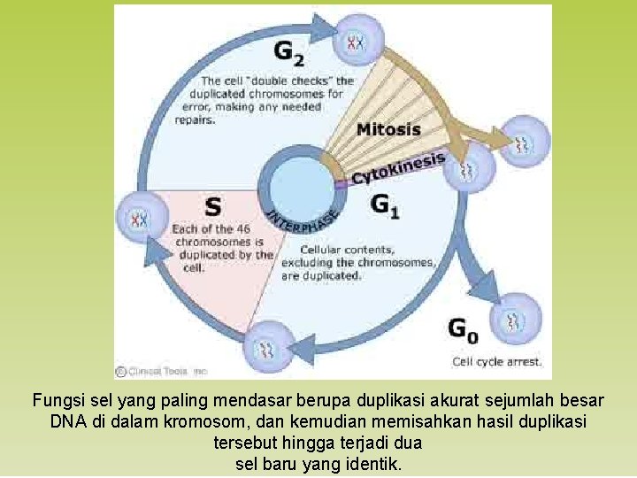 Fungsi sel yang paling mendasar berupa duplikasi akurat sejumlah besar DNA di dalam kromosom,