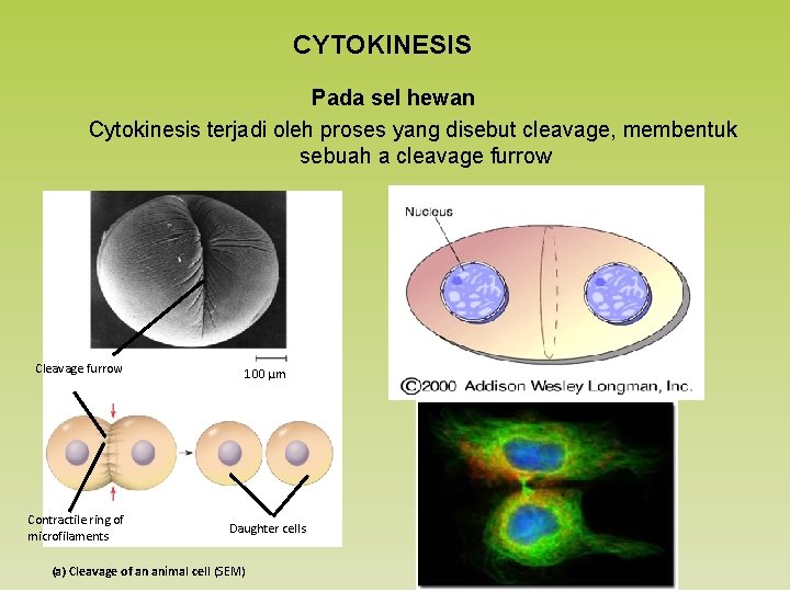 CYTOKINESIS Pada sel hewan Cytokinesis terjadi oleh proses yang disebut cleavage, membentuk sebuah a