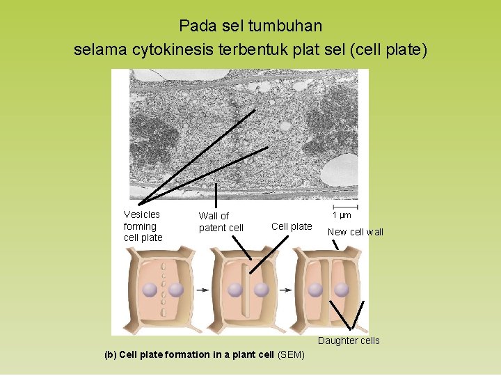 Pada sel tumbuhan selama cytokinesis terbentuk plat sel (cell plate) Vesicles forming cell plate
