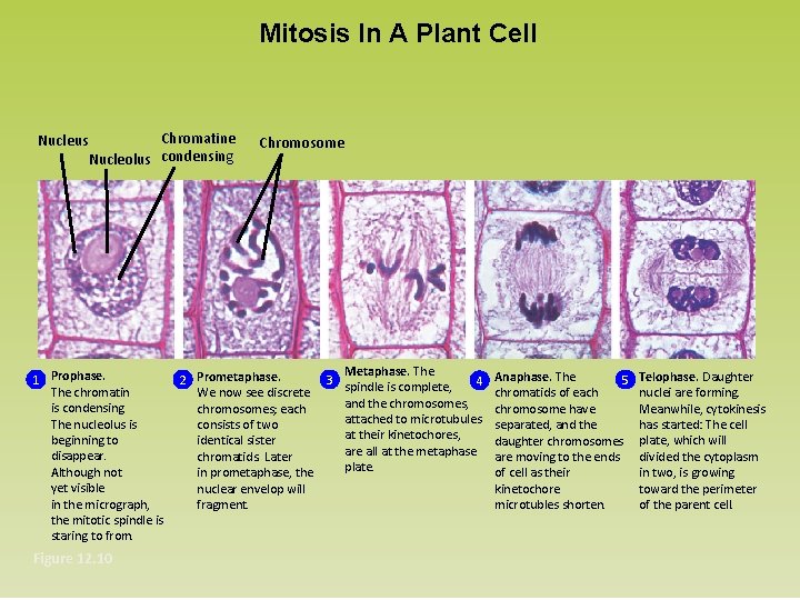 Mitosis In A Plant Cell Nucleus Chromatine Nucleolus condensing 1 Prophase. The chromatin is