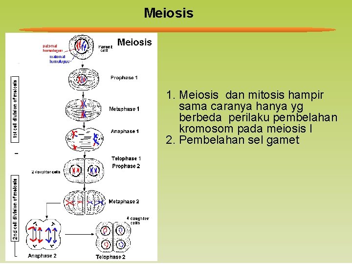 Meiosis 1. Meiosis dan mitosis hampir sama caranya hanya yg berbeda perilaku pembelahan kromosom