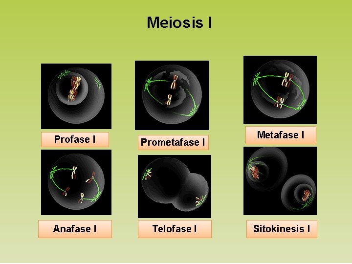 Meiosis I Profase I Prometafase I Anafase I Telofase I Metafase I Sitokinesis I