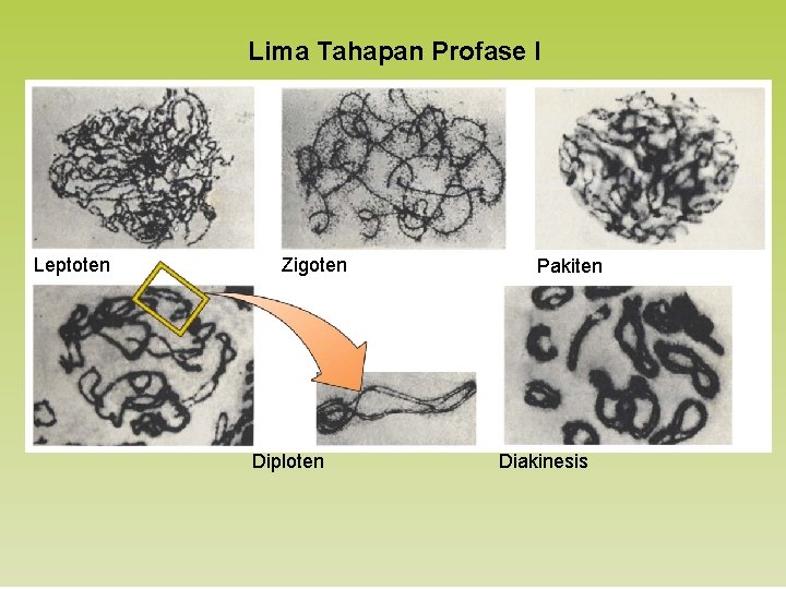 Lima Tahapan Profase I Leptoten Zigoten Diploten Pakiten Diakinesis 