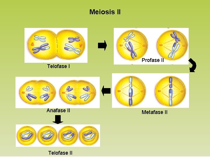 Meiosis II Profase II Telofase I Anafase II Telofase II Metafase II 