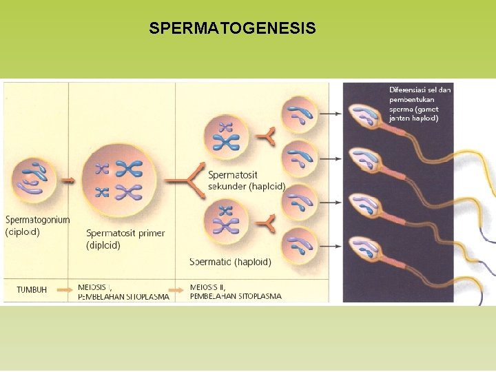 SPERMATOGENESIS 