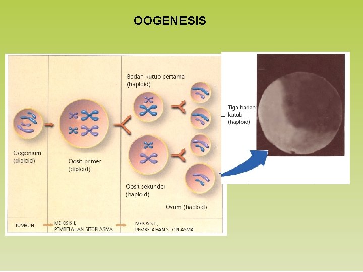 OOGENESIS 