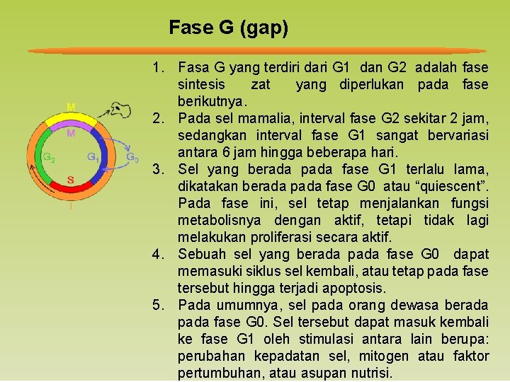 Fase G (gap) 1. Fasa G yang terdiri dari G 1 dan G 2