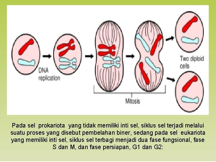 Pada sel prokariota yang tidak memiliki inti sel, siklus sel terjadi melalui suatu proses