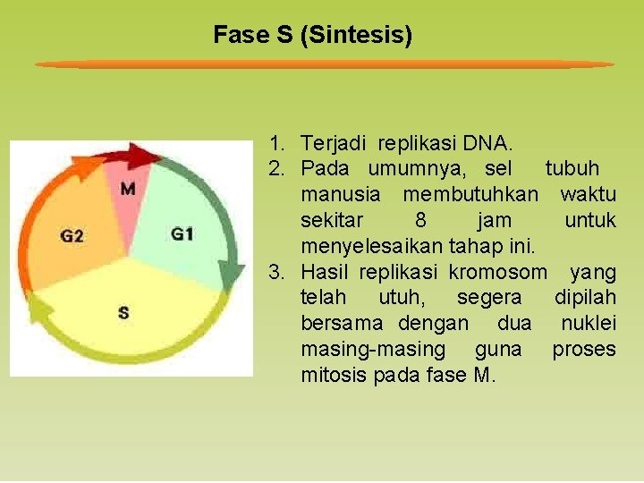 Fase S (Sintesis) 1. Terjadi replikasi DNA. 2. Pada umumnya, sel tubuh manusia membutuhkan