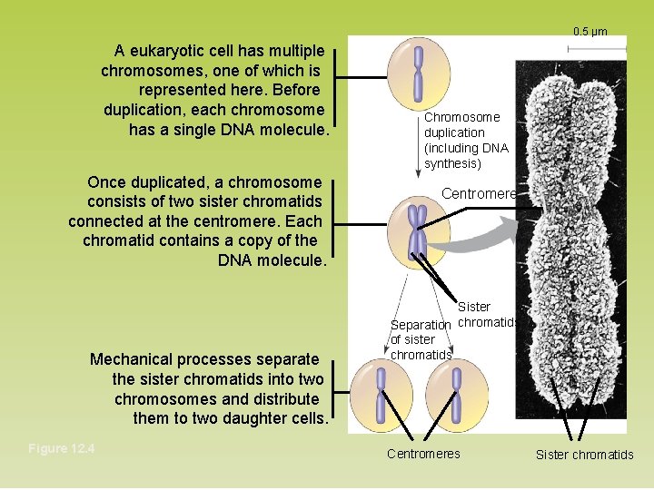 0. 5 µm A eukaryotic cell has multiple chromosomes, one of which is represented