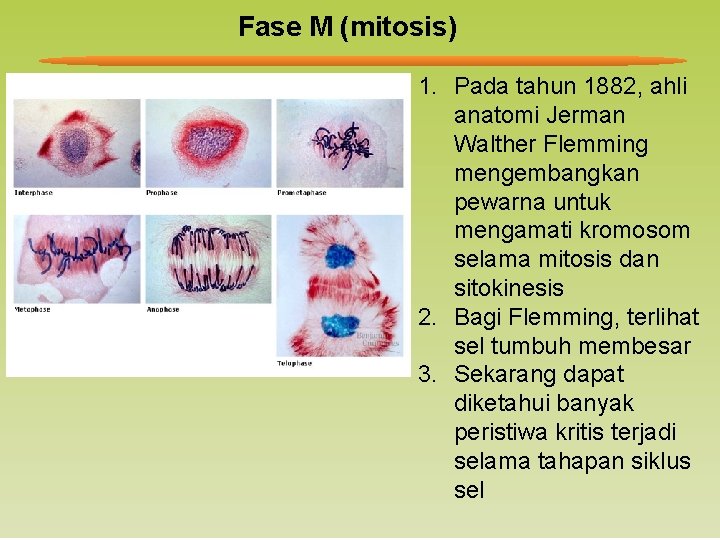 Fase M (mitosis) 1. Pada tahun 1882, ahli anatomi Jerman Walther Flemming mengembangkan pewarna