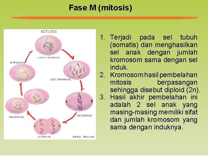Fase M (mitosis) 1. Terjadi pada sel tubuh (somatis) dan menghasilkan sel anak dengan