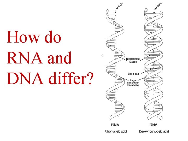 Protein Synthesis A Transcriptionthe process by which DNA