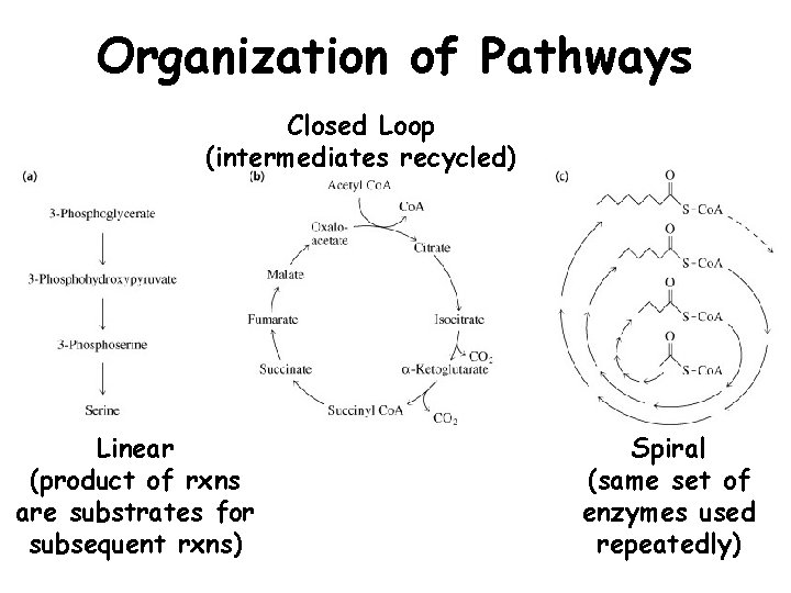 Organization of Pathways Closed Loop (intermediates recycled) Linear (product of rxns are substrates for