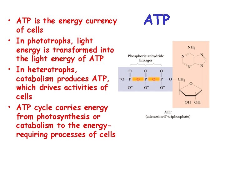  • ATP is the energy currency of cells • In phototrophs, light energy