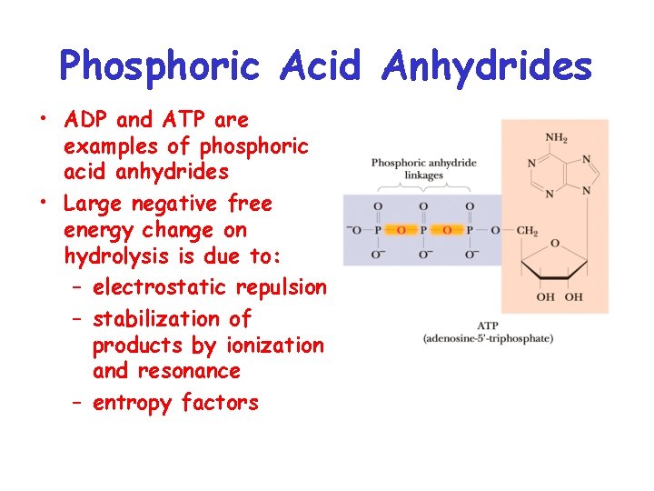 Phosphoric Acid Anhydrides • ADP and ATP are examples of phosphoric acid anhydrides •