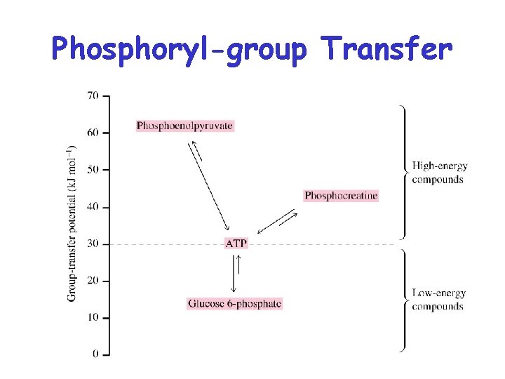 Phosphoryl-group Transfer 