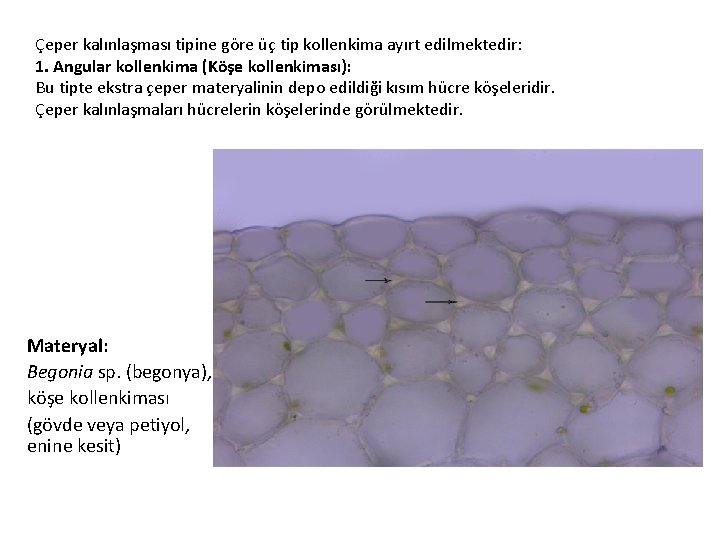 Çeper kalınlaşması tipine göre üç tip kollenkima ayırt edilmektedir: 1. Angular kollenkima (Köşe kollenkiması):