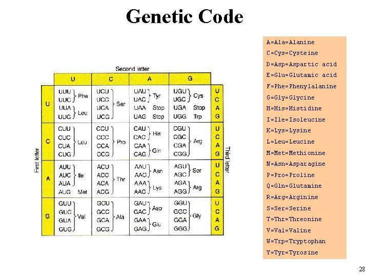 Genetic Code A=Alanine C=Cysteine D=Aspartic acid E=Glutamic acid F=Phenylalanine G=Glycine H=Histidine I=Ile=Isoleucine K=Lysine L=Leucine