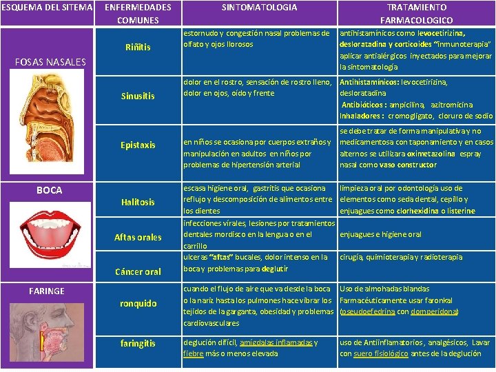 ESQUEMA DEL SITEMA ENFERMEDADES COMUNES Riñitis SINTOMATOLOGIA estornudo y congestión nasal problemas de olfato