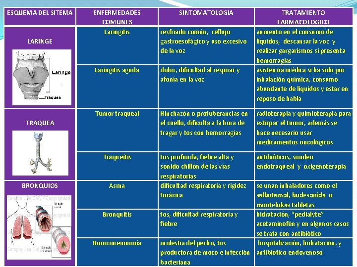 ESQUEMA DEL SITEMA ENFERMEDADES COMUNES Laringitis LARINGE resfriado común, reflujo gastroesofágico y uso excesivo