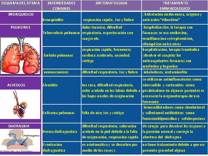 ESQUEMA DEL SITEMA ENFERMEDADES COMUNES SINTOMATOLOGIA BRONQUIOLOS Bronquiolitis PULMONES ALVEOLOS respiración rápida , tos