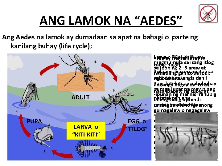 ANG LAMOK NA “AEDES” Ang Aedes na lamok ay dumadaan sa apat na bahagi ANG LAMOK NA “AEDES” Ang Aedes na lamok ay dumadaan sa apat na bahagi