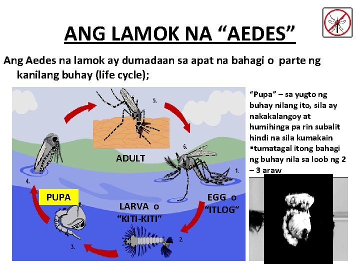 ANG LAMOK NA “AEDES” Ang Aedes na lamok ay dumadaan sa apat na bahagi ANG LAMOK NA “AEDES” Ang Aedes na lamok ay dumadaan sa apat na bahagi