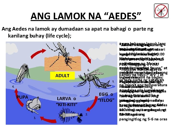 ANG LAMOK NA “AEDES” Ang Aedes na lamok ay dumadaan sa apat na bahagi ANG LAMOK NA “AEDES” Ang Aedes na lamok ay dumadaan sa apat na bahagi