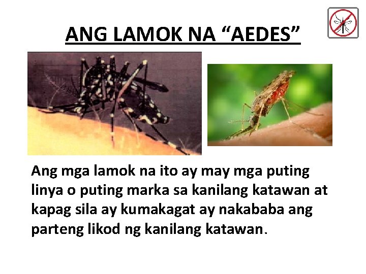 ANG LAMOK NA “AEDES” Ang mga lamok na ito ay mga puting linya o ANG LAMOK NA “AEDES” Ang mga lamok na ito ay mga puting linya o