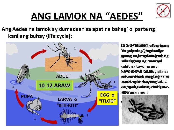 ANG LAMOK NA “AEDES” Ang Aedes na lamok ay dumadaan sa apat na bahagi ANG LAMOK NA “AEDES” Ang Aedes na lamok ay dumadaan sa apat na bahagi